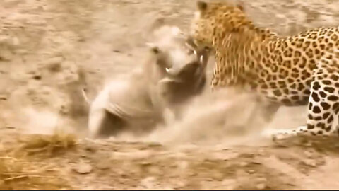 Leopard's failure in hunting wild boar