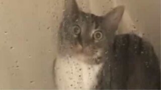 Ce chat est paralysé par l'idée de prendre une douche