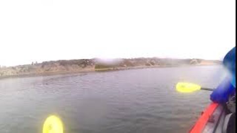 Otter colony across the water from the Elkhorn Slough Marina #Shorts