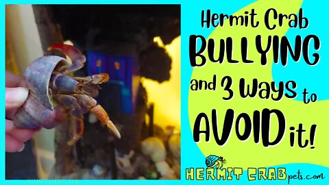 Hermit Crab Bullying and 3 Ways to Avoid It!