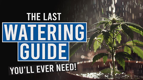 Thirsty Plants? Learn the Secrets to Perfect Cannabis Watering