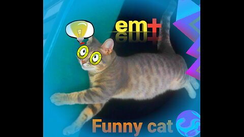 funny cat video funny cat videos funny animal video