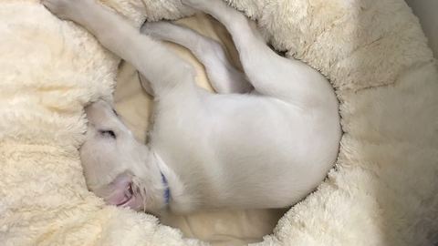 Puppy hilariously gets stuck underneath bed