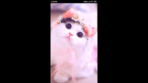 Cat cute cat new video