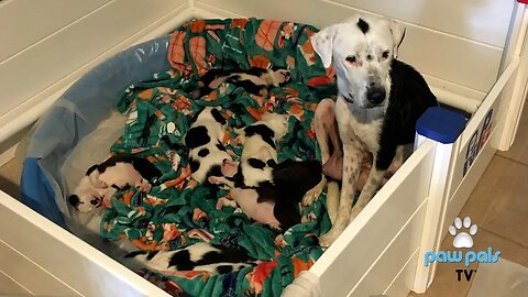 Watch story of Diana, a mama in distress after she and her puppies were deemed aggressive.