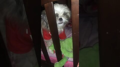 When You Can't Play Outside | Shih Tzu Puppies Playing Outside