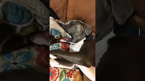 Couch pillows never had a chance #einsteinsbackyard #pitbulls #shortvideo #pitties #shorts #bluenose