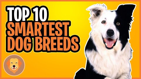 🐕 Smartest Dogs - TOP 10 Smartest Dog Breeds In The World!