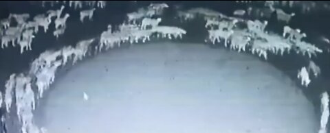 Hundreds of Sheep in Mongolia Have Been Walking in a Circle Continuously for 12 Days