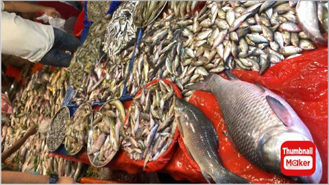 Fish | Amazing river fish | Fish market | Bd fish | sea fish |Fish cutting videos