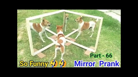 Mirror Prank For Dog 🐕 Hilarious Funny Reaction | Mirror Prank Dog