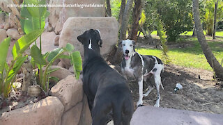 Funny Michigan Great Dane Pack Goes Hunting For Florida Lizards