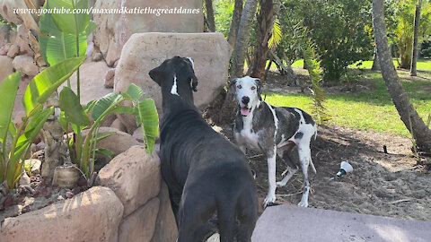 Funny Michigan Great Dane Pack Goes Hunting For Florida Lizards