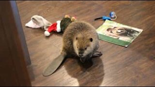 This orphaned beaver is building a dam out of toys!
