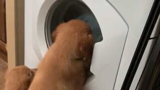 Deux chiots hypnotisés par une machine à laver