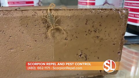 Scorpion Repel and Pest Control: Help keeping scorpions and bugs OUT of your home