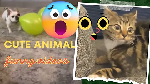 Funny animal videos 2024🤣 Funny cat videos and dogs - Funny videos #95 #shorts #cats #dogs