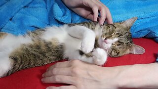 Cat Likes to Watch TV together with Mom