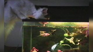 "Cat Drinks Water From Fish Tank"
