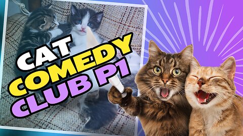 Cat Comedy Club - Part 1