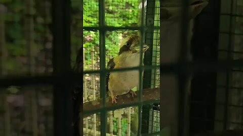 kookaburra #pigeonforgetn