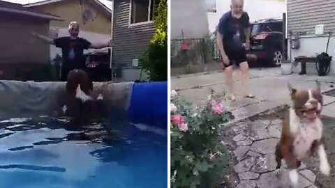 Swimming Dog Gets Super Excited Seeing Dad After Two Weeks Apart
