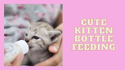 Cutest Kitten Bottle Feeding Moments