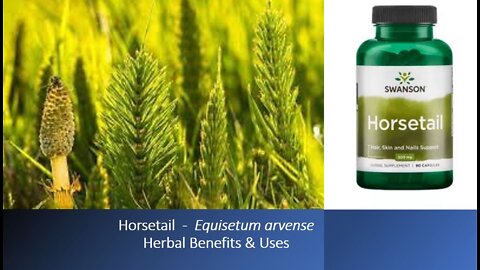 Horsetail - Equisetum arvense - Herbal Medicine Benefits