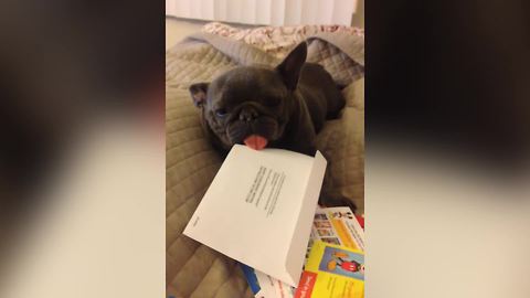 French Bulldog Licks The Stamps For Postage