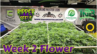 Ripper Seeds GMOx Animal Cookies wk 2 flower