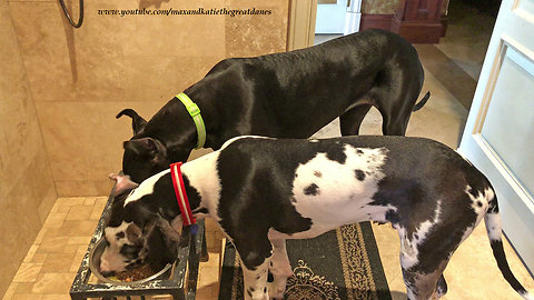 Impatient Great Dane and Puppy Can't Wait for Breakfast