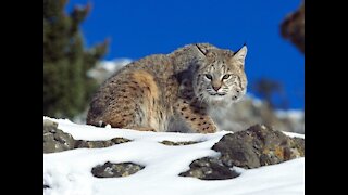 Bobcat Sighting 2021 - Lynx Rufus - Crystal Clear Footage