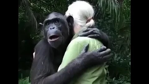 Rehabilitated chimpanzee hugs owner before going back to the whild