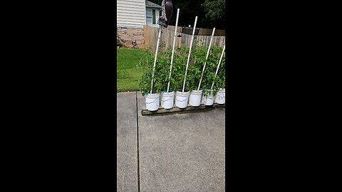 Growing taller with boosted Compost tea.