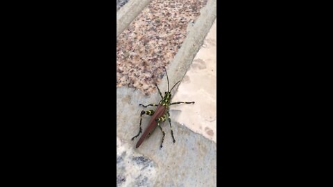 weird grasshopper