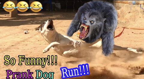 Wow Nice!!! Fake Tiger Prank Dog Run So Funny