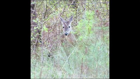 Deer in the forest