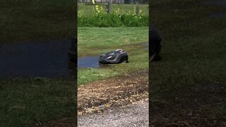 Robot Lawnmower Navigates Puddle