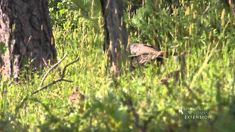 Wild Turkeys