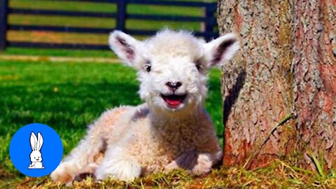 Charming Baby Lamb (Sheep) Goes Baa.