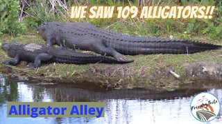 Woah!! We see 109 alligators!!!