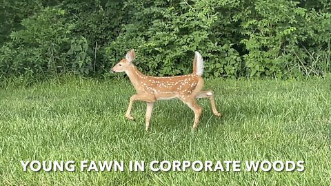 Young Fawn In Corporate Woods