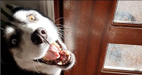 Husky SCREAMS for mom to open the door!