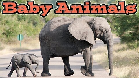 Cute Baby Animals - Kids Learning Videos