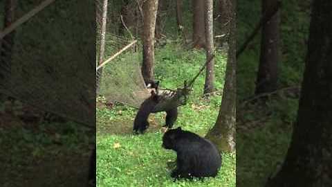 Momma Black Bear And Her Cubs Play With The Backyard Hammock
