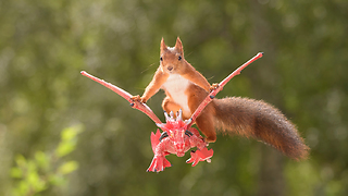 Squirrels playing the Game of Thrones