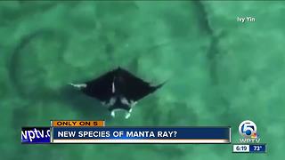 Possible new species of manta ray spotted off Palm Beach