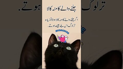 Jealous | funny interesting facts shorts Urdu viral