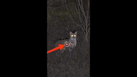 Hunting Coyotes || #shorts #Cats #animals #hunter #016