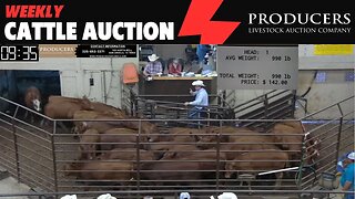 6/15/2023 - Producers Livestock Auction Company Cattle Auction